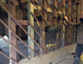 100 jours avec les animaux : l'Arche de BB