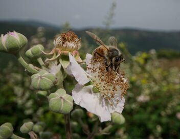 Au pays de l'abeille noire