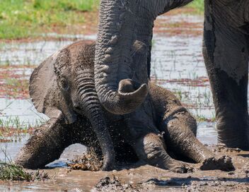 Dynasties animales