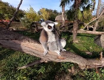 Le PAL en Auvergne : les recettes du succès, entre zoo et parc d'attractions