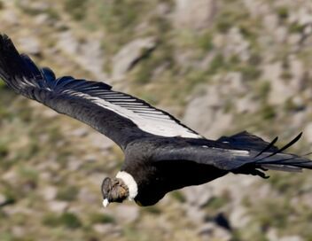 Au fil de l'Argentine