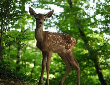 Bambi, l'histoire d'une vie dans les bois