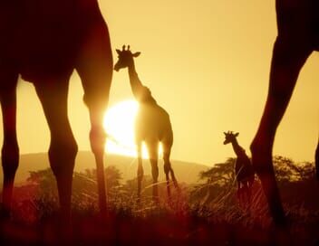 Serengeti, la grande cavalcade des animaux