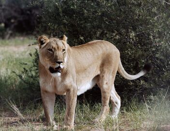 Botswana : Vivre avec les lions