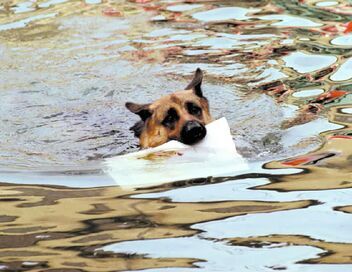 Rex, chien flic