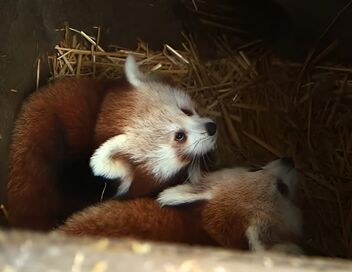 Parc de Cerza, au plus près des animaux