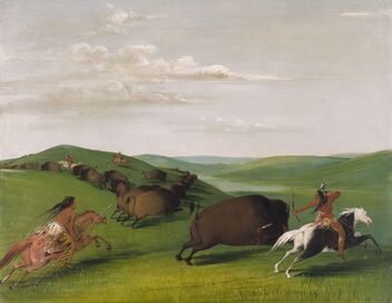 Bison : une histoire de l'Amérique