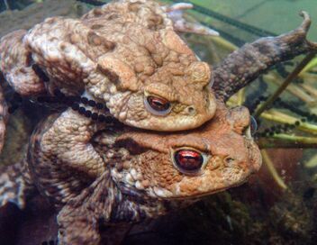 Amours printanières : Séduction et reproduction chez les animaux