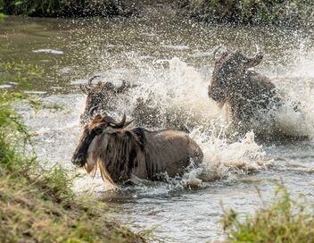 Rivière Mara, quand les sabots se taisent : Le calme avant la tempête