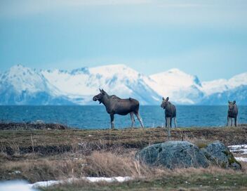 Archipels du nord : Les îles Vesterålen