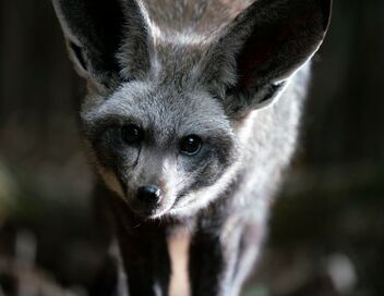 La grande famille des chiens