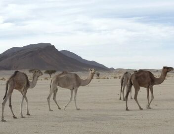 Fascinant Maghreb