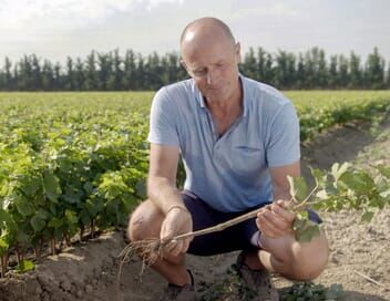 Le renouveau du vignoble français