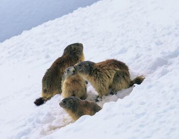 Marmottes, la guerre des clans