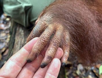 Bornéo, l'école des orangs-outans