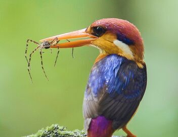 Les écrins sauvages de la nature