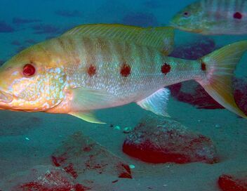 Le lac Tanganyika, géant africain