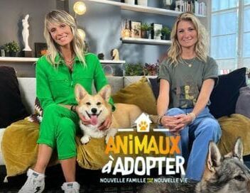 Animaux à adopter