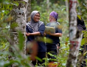 Bornéo, la forêt miraculée