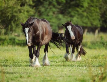 Au galop ! Une saison à cheval