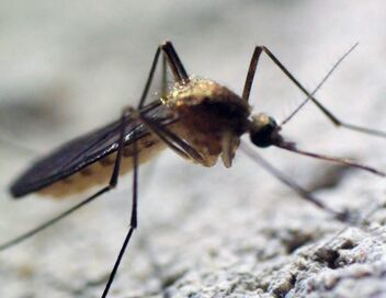 Le moustique, un ennemi bien armé