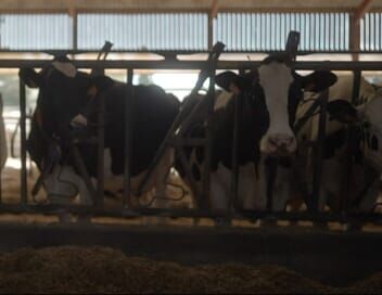 Vache folle, la Bretagne au coeur de la crise