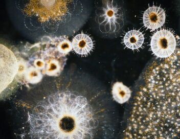 Groenland, dans le sillage de Charcot