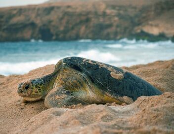 Oman sauvage : Léopards et tortues marines