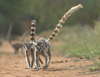 Une année sauvage autour de la Terre