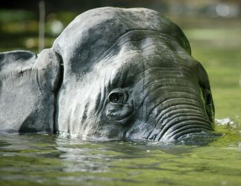 Caméras espions en terre animale