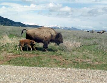 Bisons, les doux géants du Montana