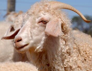 Mohair, toison de l'espoir