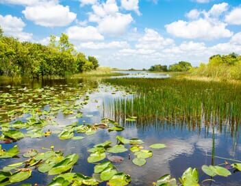 Les marais des Everglades