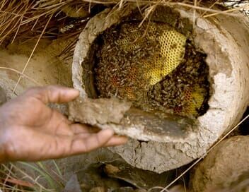 Les maîtres des abeilles