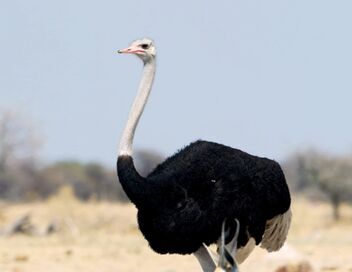 Le mystère des oiseaux géants