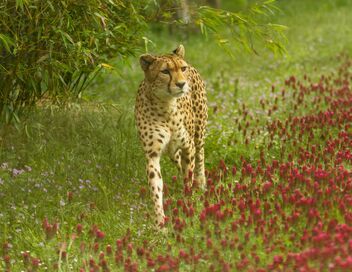 Zoo : le défi de demain