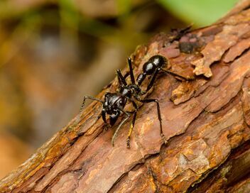 Morsures et piqûres : le grand test