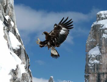 L'aigle royal, seigneur des Alpes