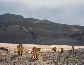 Les lionnes de Namibie : Reines de la côte des Squelettes