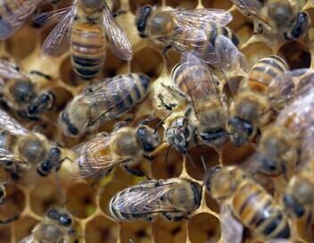 Les maîtres des abeilles