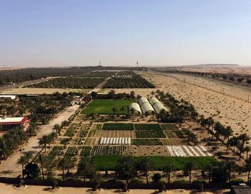 Oasis