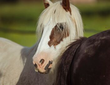 Au galop ! Une saison à cheval
