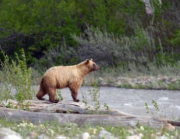 Les parcs nationaux canadiens