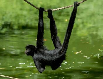 Zoo : le défi de demain