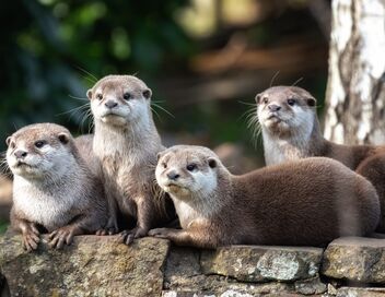 Une saison au zoo