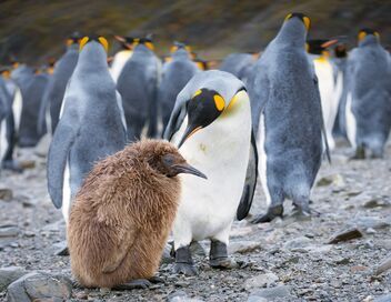Le peuple des tempêtes