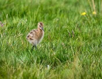 La barge à queue noire : L'oiseau méconnu des rivages