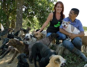 Au Costa Rica, un paradis pour les chiens abandonnés