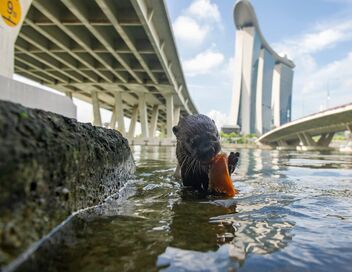 Des loutres dans la ville