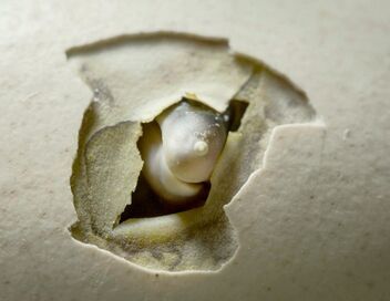 Au commencement était l'oeuf : les animaux ovipares